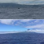 Sperm Whales disappearing and Mount Pico appearing from behind the clouds Safe to say it was a great afternoon azores pico whale whaletail whales whalewatching portugal travel wanderlust instatravel travelgram vacation traveling trip  travelblogger livingthedream ExperienceCollectors hahnau adventure traveltheworld seetheplanet thetravellab